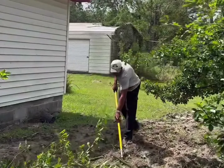 Bush removal cleanup: raking the bare bed by hand beside the house