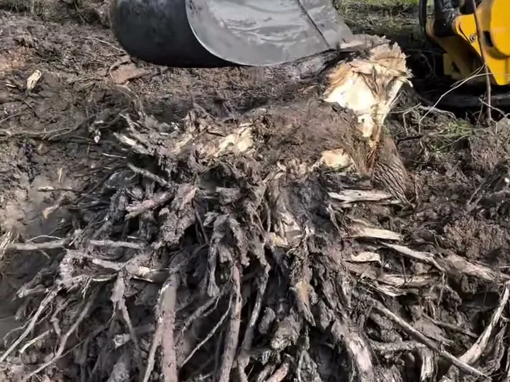 Tree stump and root mass dug out by an excavator bucket on a removal job