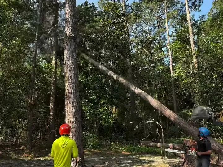 Land Clearing in Pembroke, GA