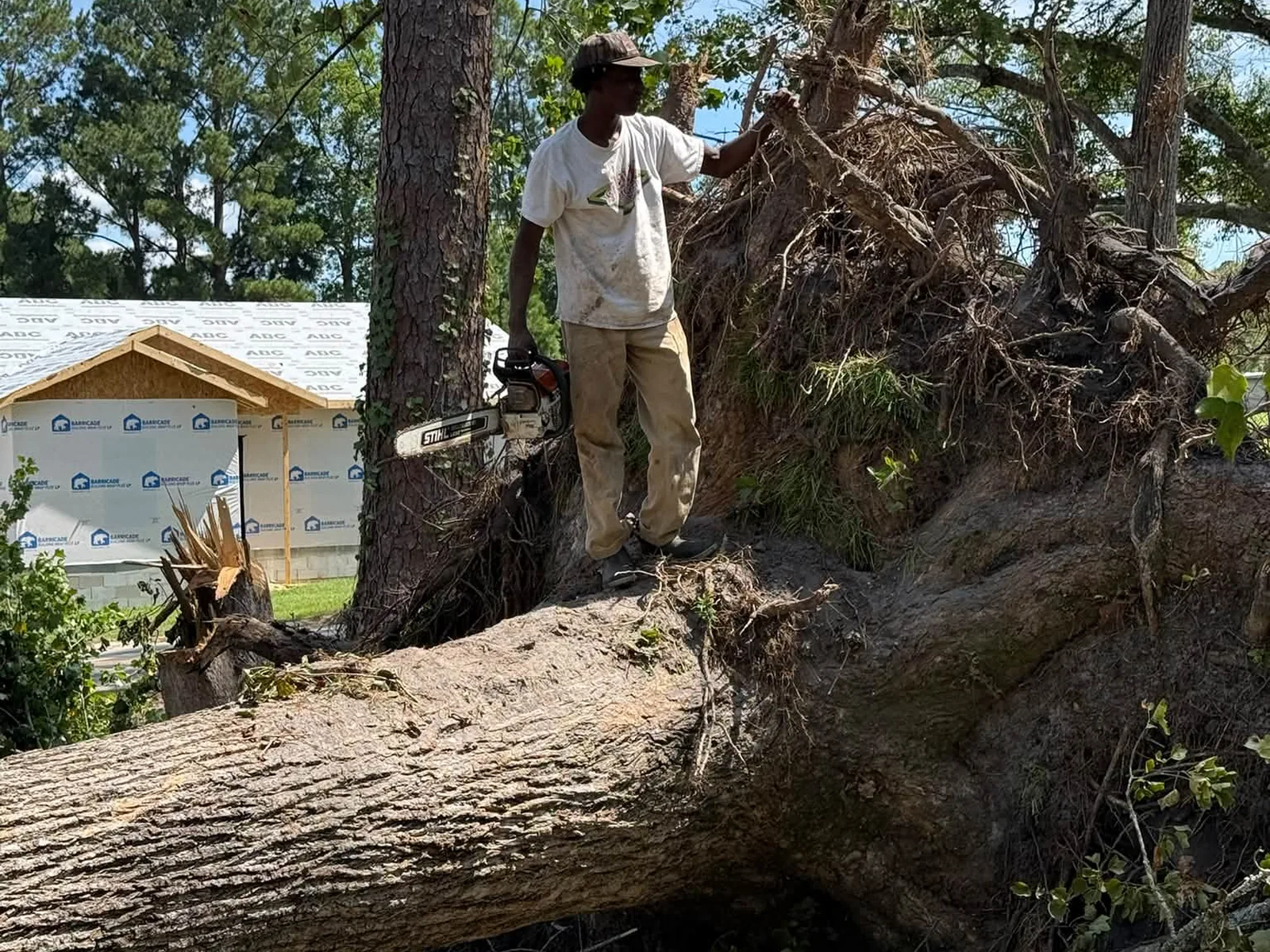 Sawyer standing on a felled oak trunk with the root plate tipped up behind